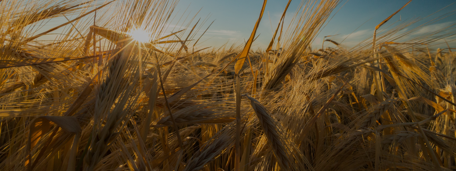 Golden wheat field at sunset, with sun rays peeking through stalks, casting a warm, serene glow. The sky is clear, reflecting a peaceful rural scene.